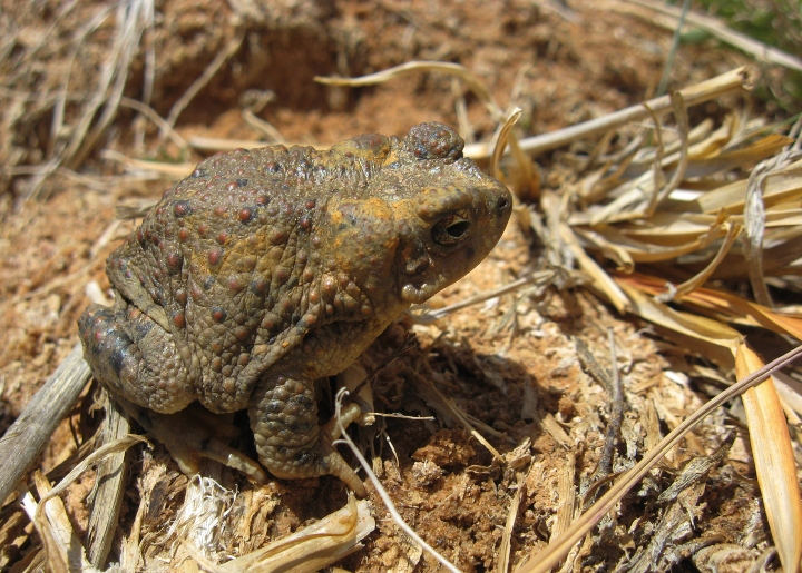 Red-spotted Toad